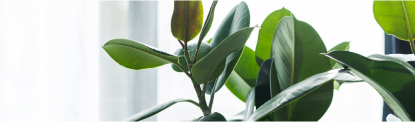 Air Purifying Houseplants