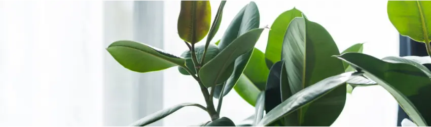 Air Purifying Houseplants